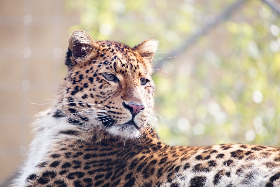 Chinesischer-Leopard-Julius_Hellabrunn_2016_Dennis-Eckert-1